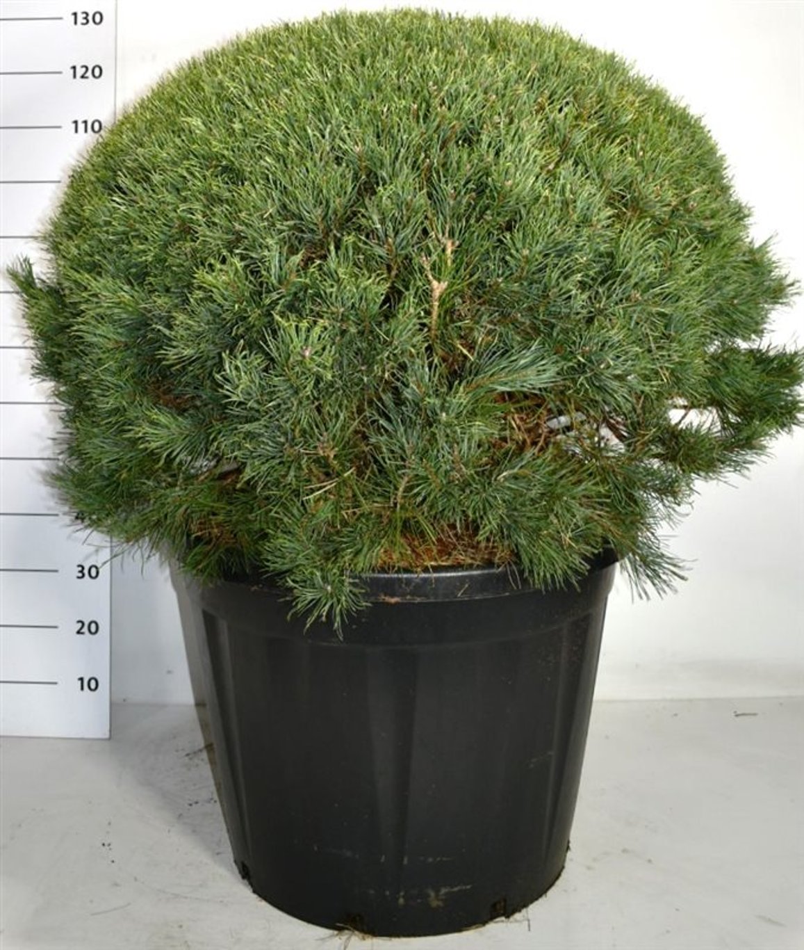 Pinus sylv. 'Watereri' - 80 CM Ball Cont.